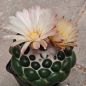 Preview: Coryphantha elephantidens cv. inermis
